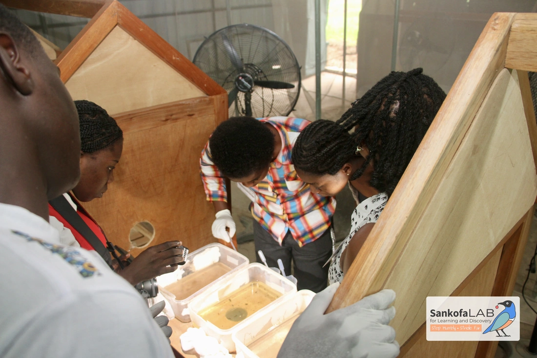 Fellows lean over shallow trays of mosquito larvae inside a wood-framed insectary cage